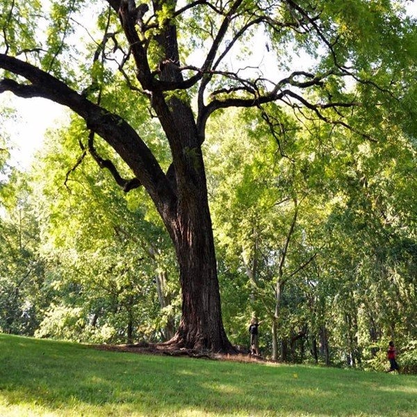 Hình ảnh cây gỗ óc cho trong tự nhiên