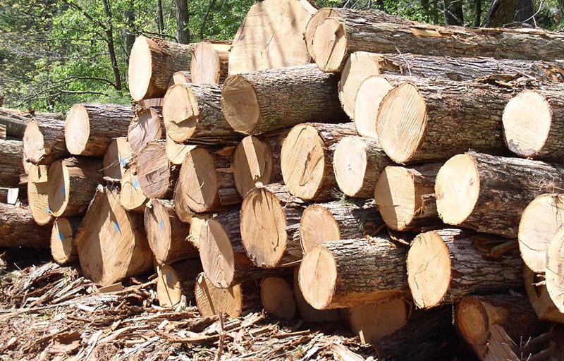Thân gỗ thông thẳng nên rất thuận lợi cho việc cưa xẻ