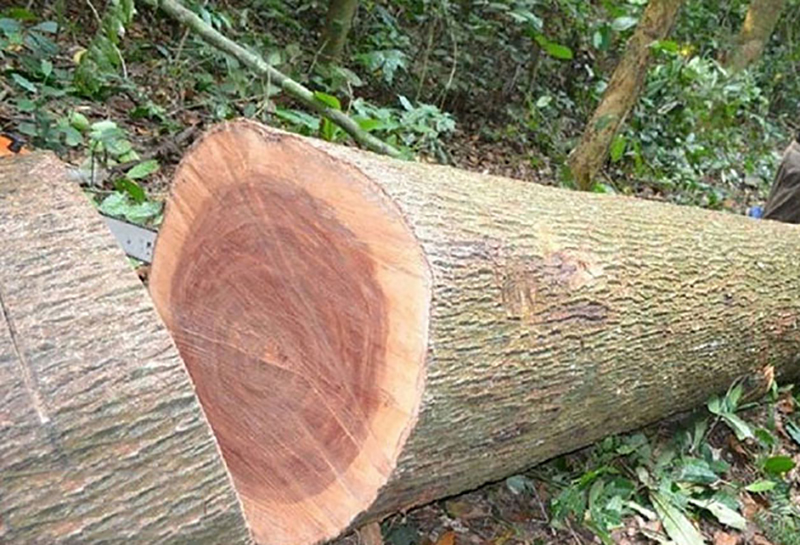 Cây gỗ xoan đào có đường kính lớn