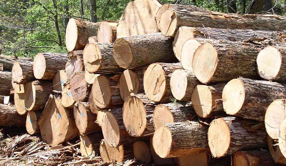 Gỗ thông là gỗ gì? Đặc điểm gỗ thông? Cách phân biệt các loại gỗ thông hiện nay